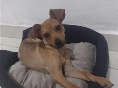 Cachorro raça SRD-ViraLata idade 7 a 11 meses nome covu