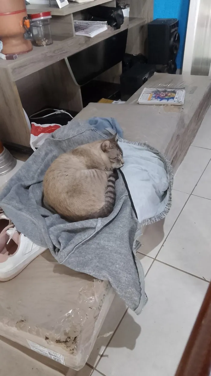 Gato raça SRD-ViraLata idade 1 ano nome Zeus 