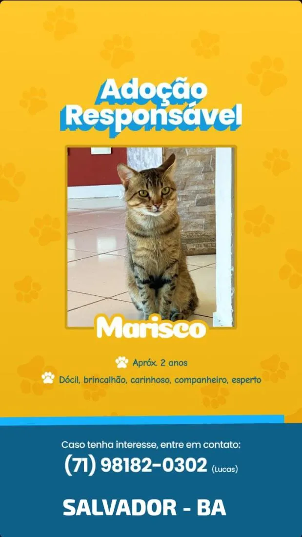Gato raça SRD-ViraLata idade 2 anos nome Marisco