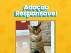 Gato raça SRD-ViraLata idade 2 anos nome Marisco