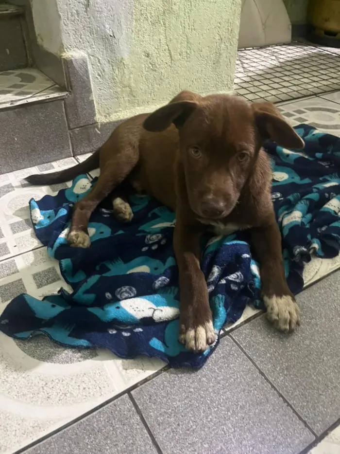 Cachorro raça SRD-ViraLata idade 2 a 6 meses nome Tobias 