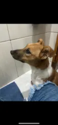 Amora