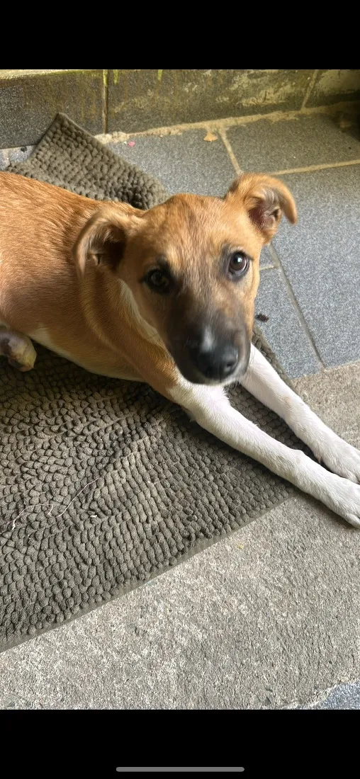 Cachorro raça SRD-ViraLata idade 1 ano nome Amora