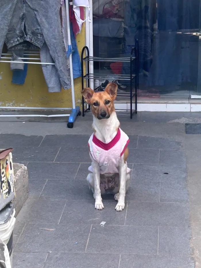 Cachorro raça SRD-ViraLata idade 1 ano nome Amora