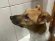 Amora