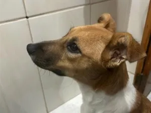 Cachorro raça SRD-ViraLata idade 1 ano nome Amora
