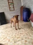 Dexter 