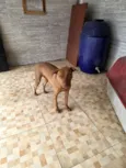 Dexter 
