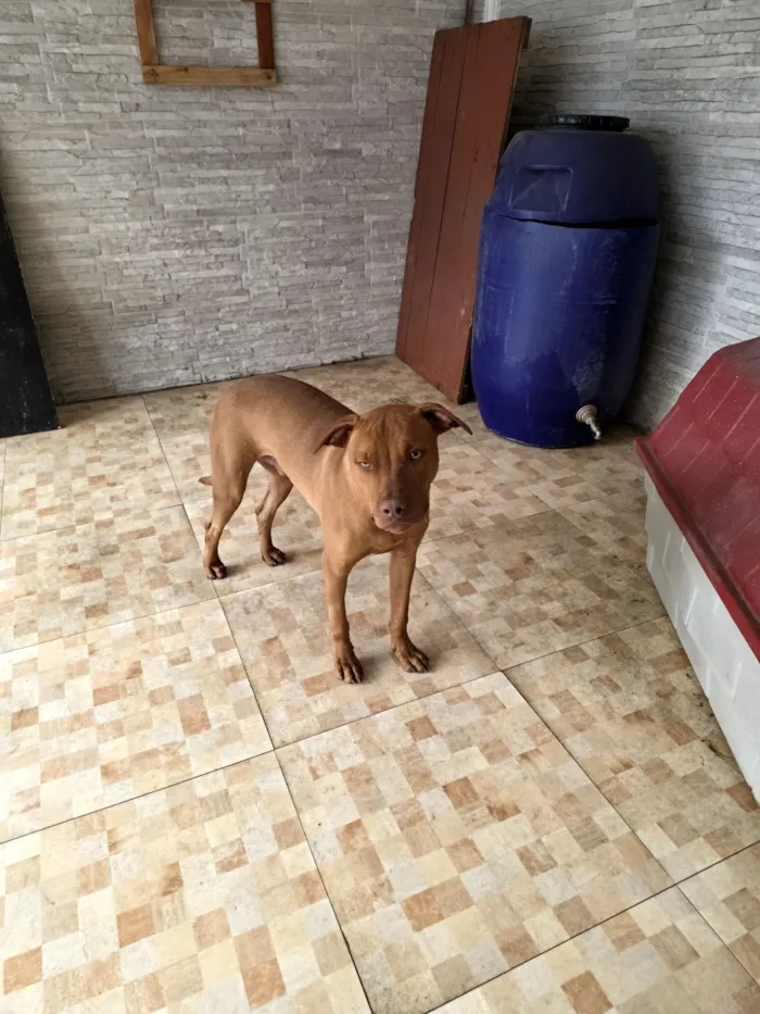 Cachorro raça Pit-Bull idade 7 a 11 meses nome Dexter 