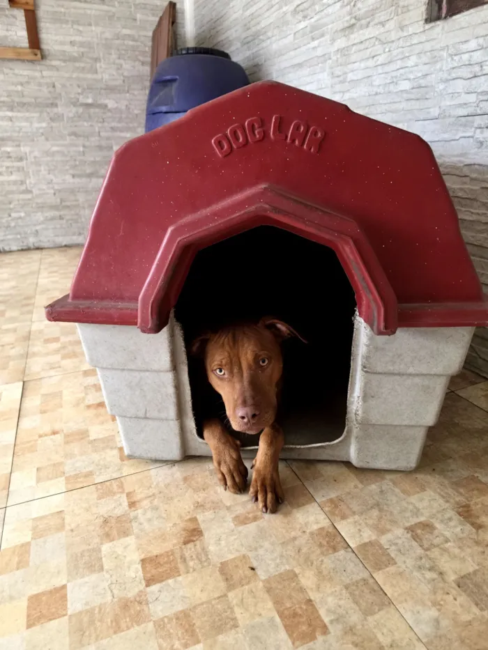 Cachorro raça Pit-Bull idade 7 a 11 meses nome Dexter 