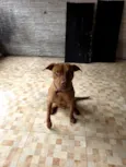 Dexter 