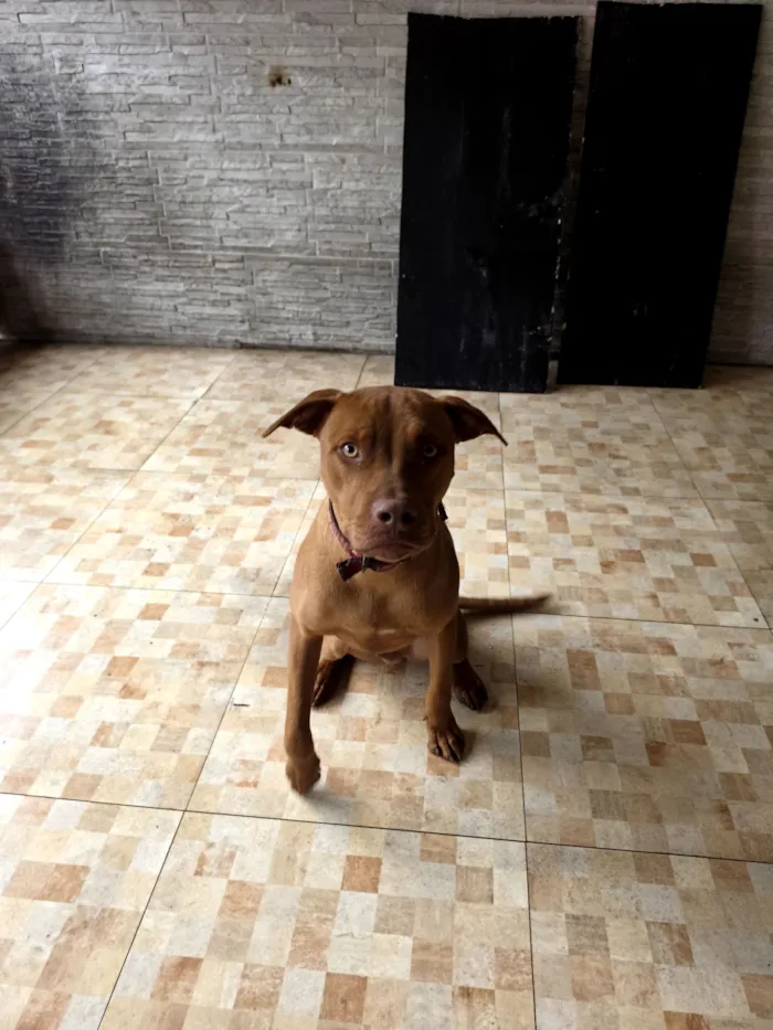 Cachorro raça Pit-Bull idade 7 a 11 meses nome Dexter 