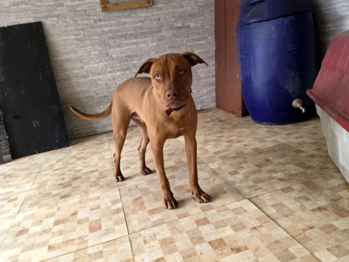 Cachorro raça Pit-Bull idade 7 a 11 meses nome Dexter 
