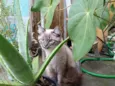 Peludinho