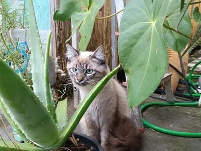 Gato raça SRD-ViraLata idade 1 ano nome Peludinho