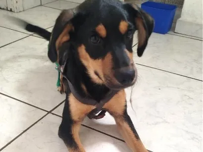 Cachorro raça SRD-ViraLata idade 2 a 6 meses nome Billy