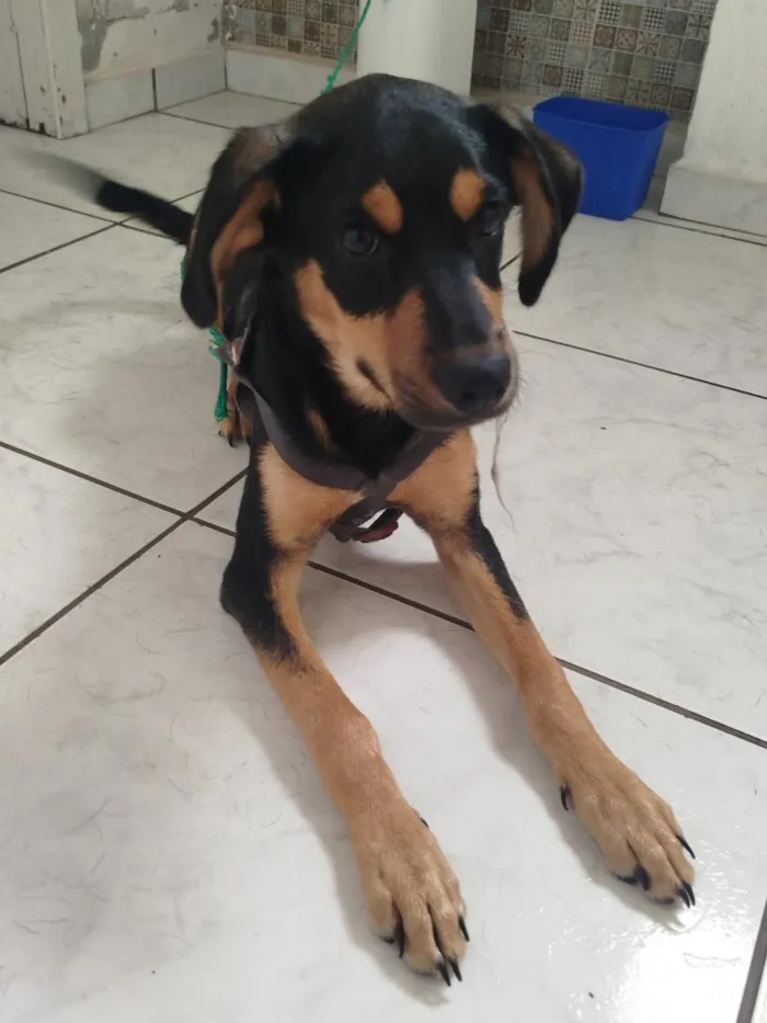 Cachorro raça SRD-ViraLata idade 2 a 6 meses nome Billy