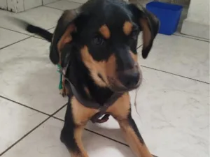 Cachorro raça SRD-ViraLata idade 2 a 6 meses nome Billy
