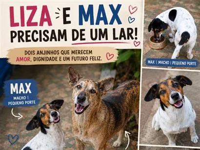 Cachorro raça SRD-ViraLata idade 6 ou mais anos nome Liza e Max
