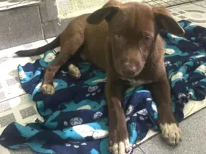 Cachorro raça SRD-ViraLata idade 2 a 6 meses nome Tobias 