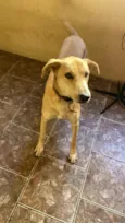 Snoop
