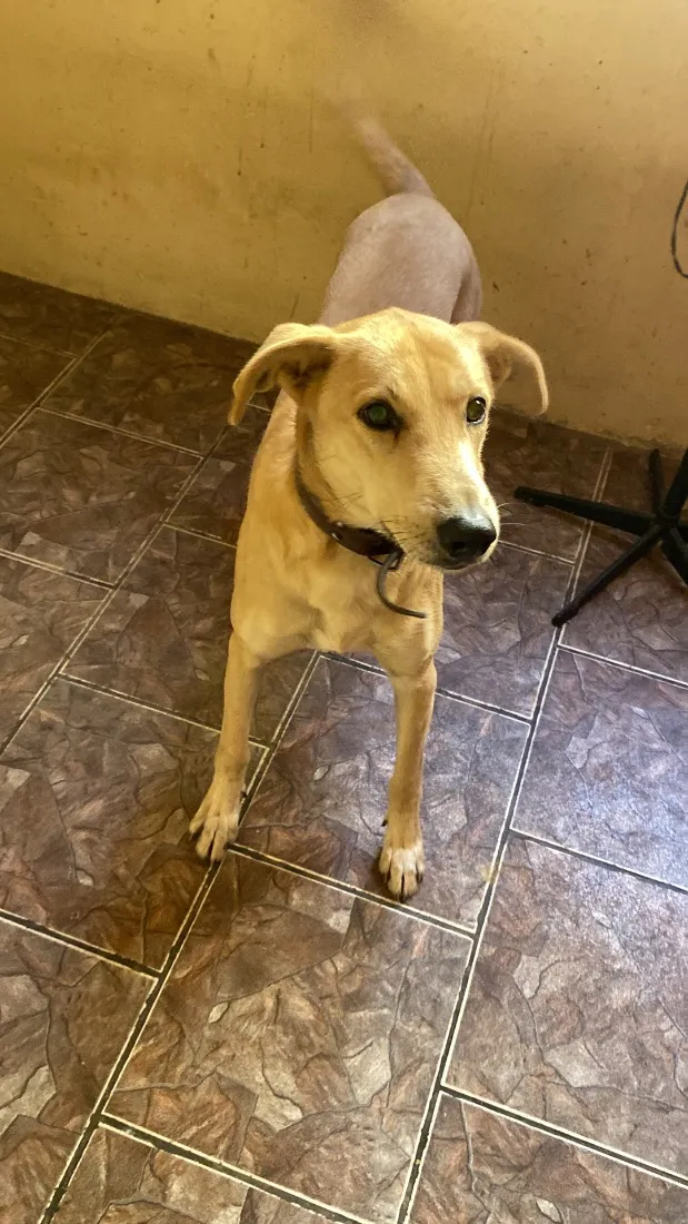 Cachorro raça SRD-ViraLata idade 2 anos nome Snoop