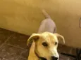 Snoop