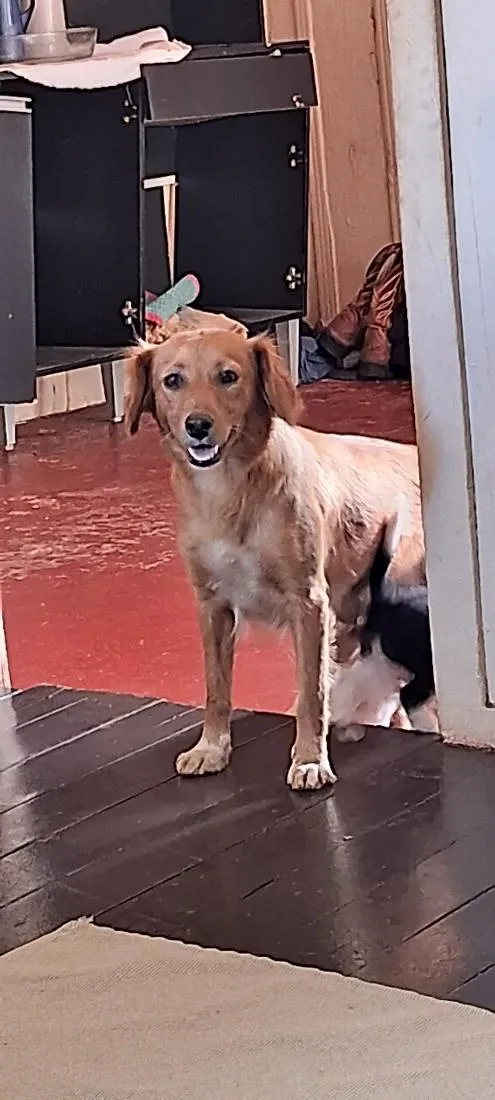 Cachorro raça SRD-ViraLata idade 3 anos nome Ayla