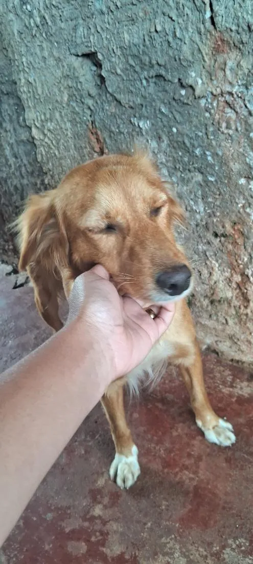 Cachorro raça SRD-ViraLata idade 3 anos nome Ayla