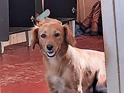 Cachorro raça SRD-ViraLata idade 3 anos nome Ayla