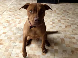 Cachorro raça Pit-Bull idade 7 a 11 meses nome Dexter 
