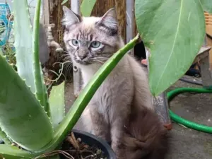 Gato raça SRD-ViraLata idade 1 ano nome Peludinho