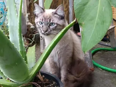 Gato raça SRD-ViraLata idade 1 ano nome Peludinho
