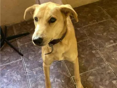 Cachorro raça SRD-ViraLata idade 2 anos nome Snoop