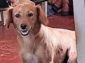 Cachorro raça SRD-ViraLata idade 3 anos nome Ayla