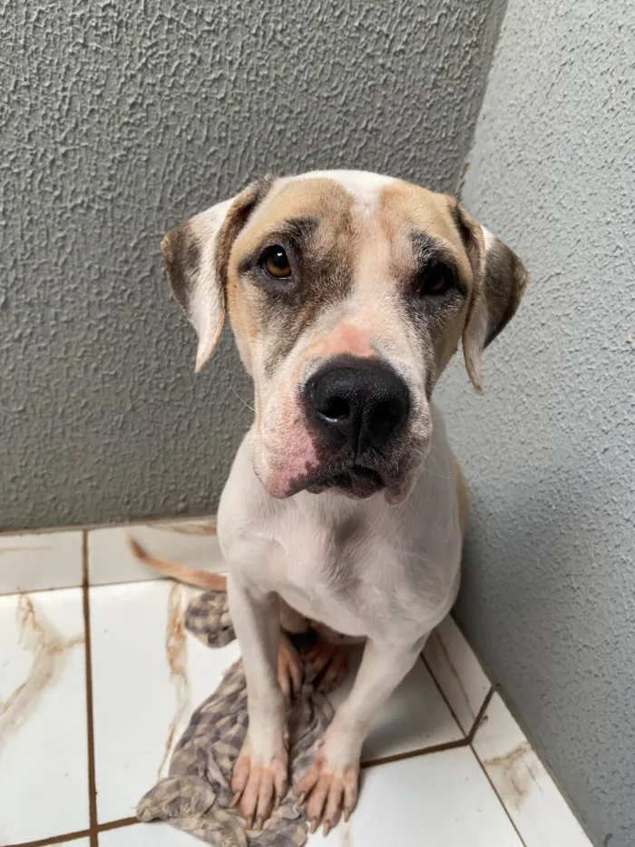 Cachorro raça SRD-ViraLata idade 1 ano nome Laika 