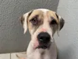 Laika 