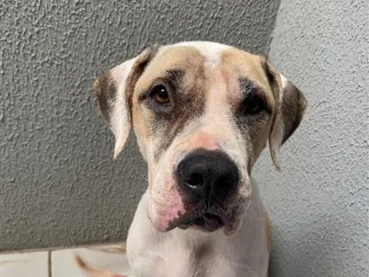 Cachorro raça SRD-ViraLata idade 1 ano nome Laika 