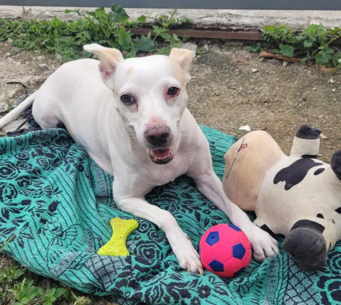 Cachorro raça SRD-ViraLata idade 2 anos nome Clarinha