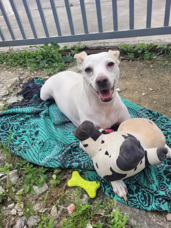 Cachorro raça SRD-ViraLata idade 2 anos nome Clarinha