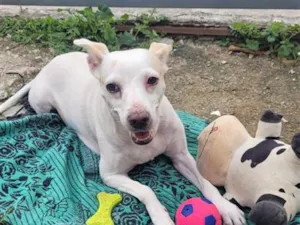 Cachorro raça SRD-ViraLata idade 2 anos nome Clarinha