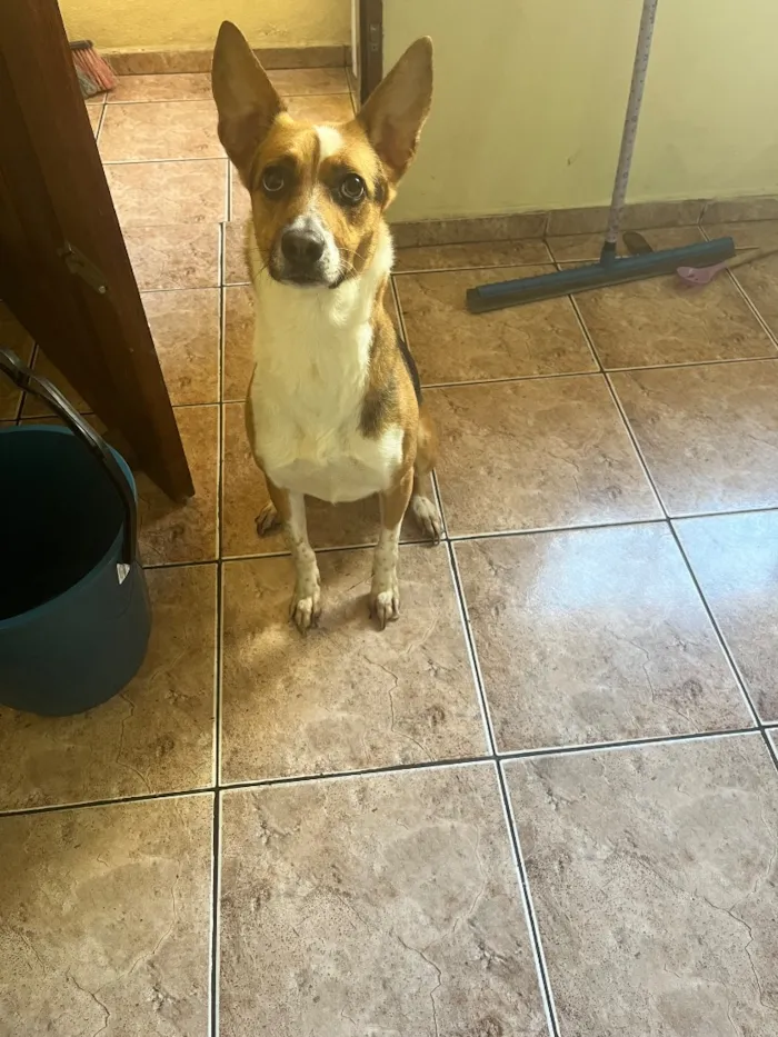 Cachorro raça SRD-ViraLata idade 3 anos nome Não tem