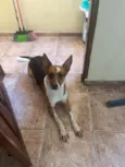 Não tem