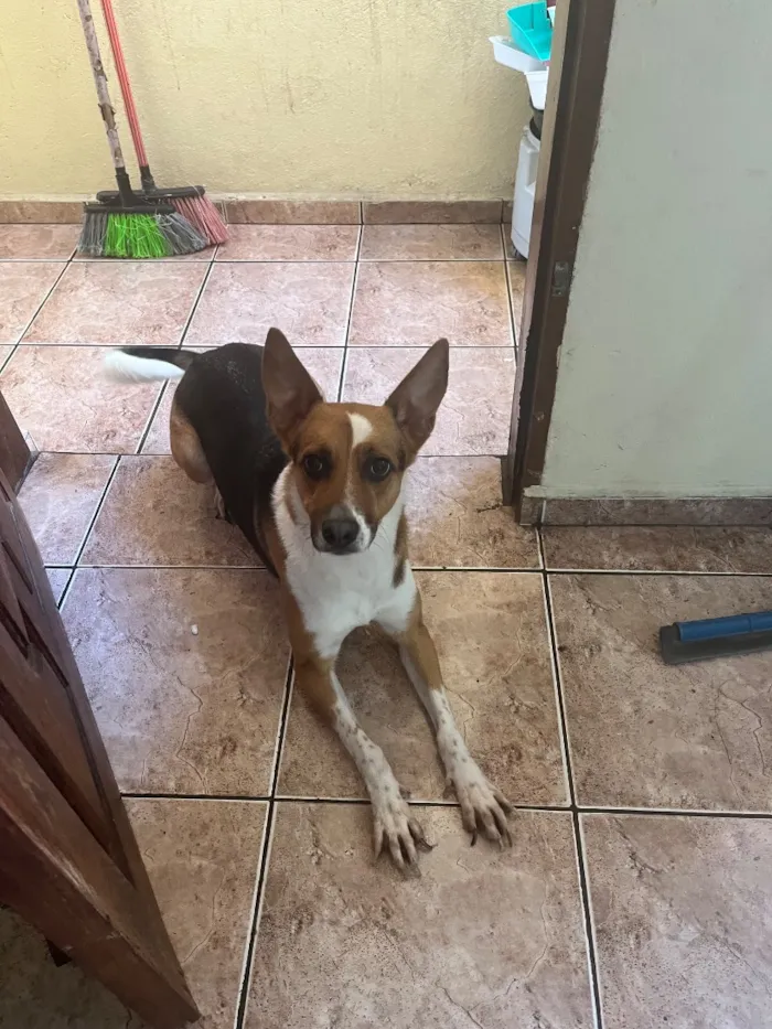 Cachorro raça SRD-ViraLata idade 3 anos nome Não tem