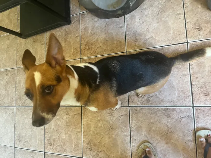 Cachorro raça SRD-ViraLata idade 3 anos nome Não tem