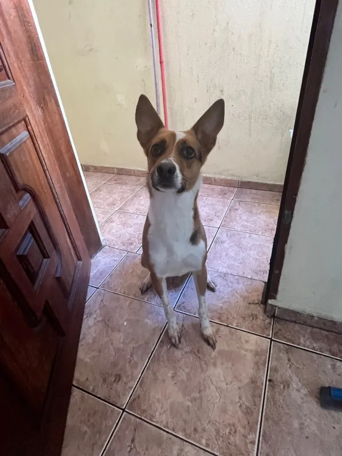Cachorro raça SRD-ViraLata idade 3 anos nome Não tem