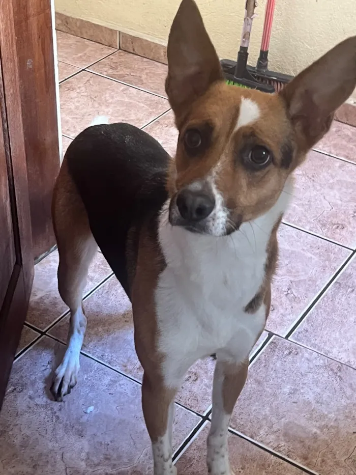 Cachorro raça SRD-ViraLata idade 3 anos nome Não tem