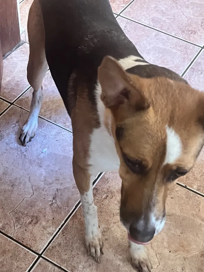 Cachorro raça SRD-ViraLata idade 3 anos nome Não tem