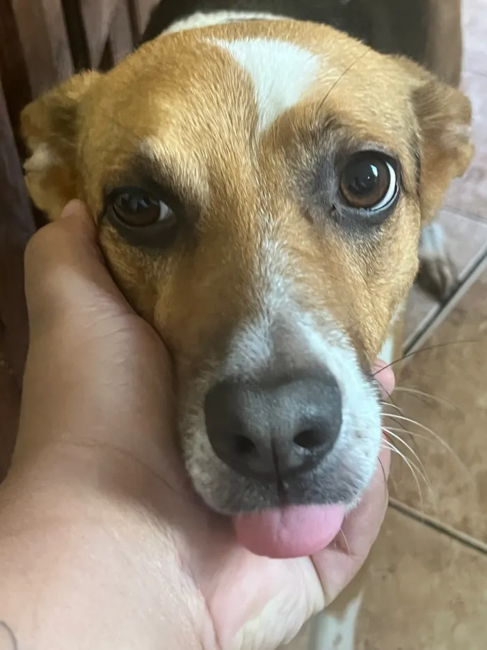 Cachorro raça SRD-ViraLata idade 3 anos nome Não tem