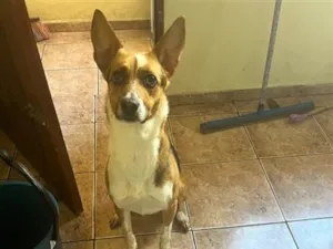 Cachorro raça SRD-ViraLata idade 3 anos nome Não tem